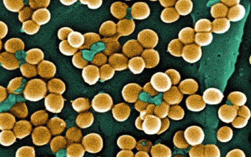 Бойцы ММА против Стафилококка: 5 самых ужасных случаев инфекции в истории ММА