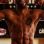 Jeanderson Castro